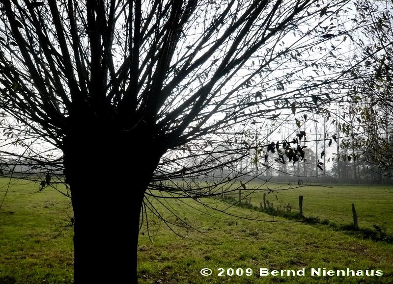 FotoDerWoche-09-47-NovKopfweide