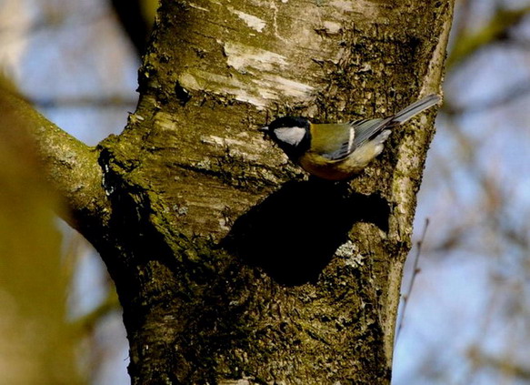 FotoDerWoche-Kohlmeise