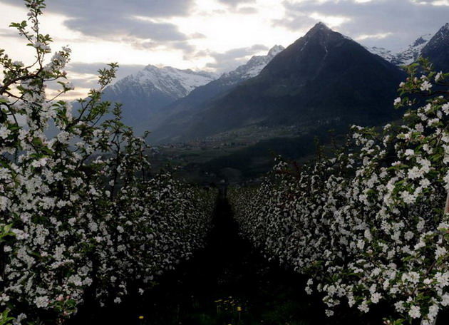 FotoDerWoche-ObstblüteMutspitze