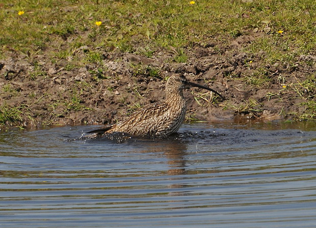 Brachvogel in den Rhader Wiesen
