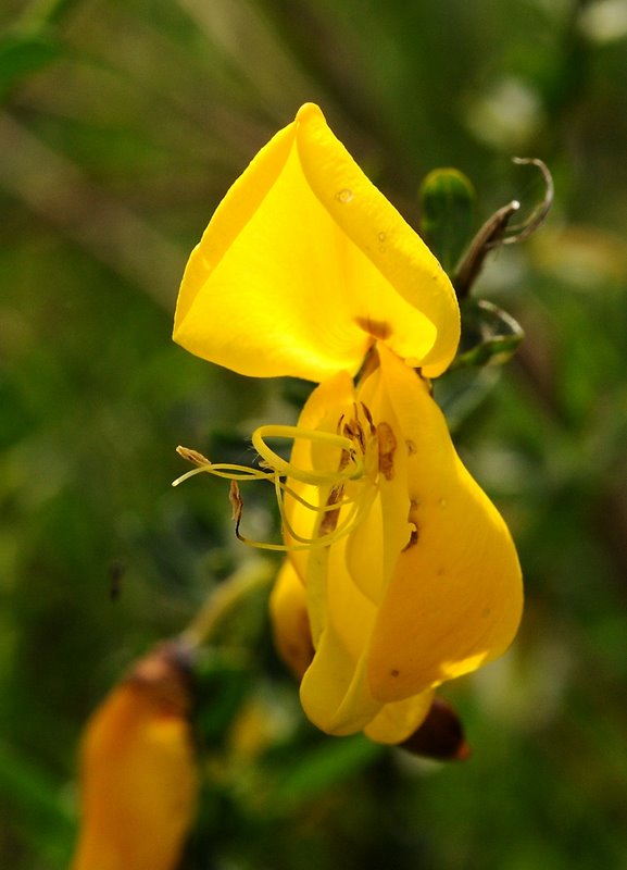 FotoDerWoche-Ginsterblüte