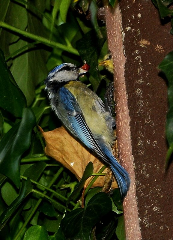 FotoDerWoche-Blaumeise