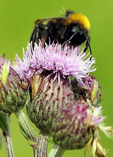 FotoDerWoche-HummelaufDistel
