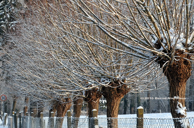 FotoDerWoche-10-06-KopfweidenSchnee