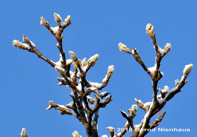 FotoDerWoche-10-06-MagnolieSchnee
