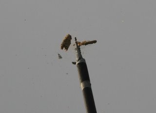Gütz-Kirm-2009-fallender Vogel