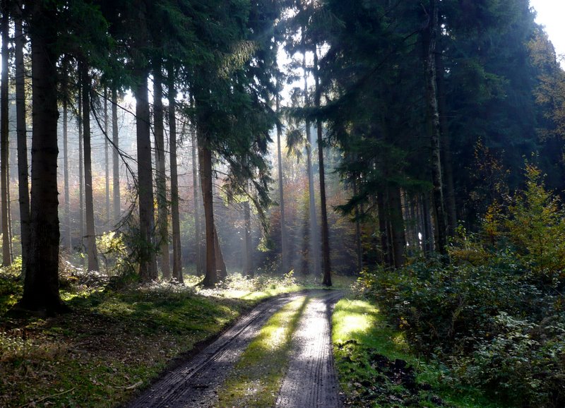 FotoDerWoche-Herbst-HoheMark
