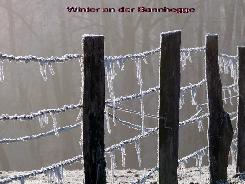 FotoDerWoche-WiesenzaunRauhreif