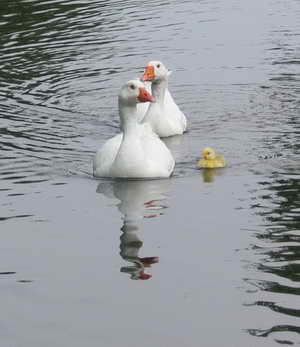 Gänsefamilie