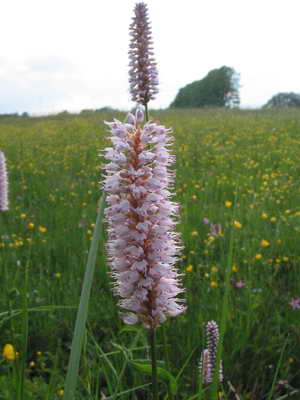 Wiesenknöterich