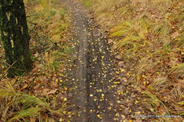 Elmpter Wald-4