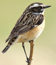 Braunkehlchen