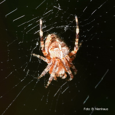 Kreuzspinne