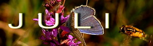Logo-Monat-Juli