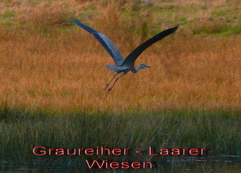 Graureieher im Flug