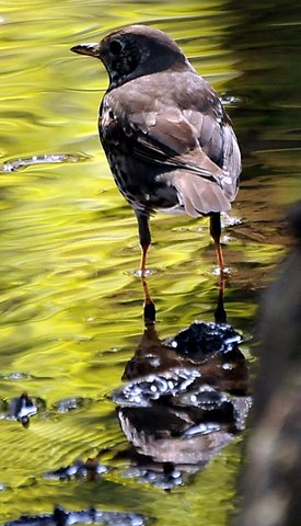 Singdrossel in der Schwalm