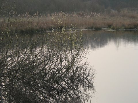 Lebensraum aus zweiter Hand: Die alte Abgrabung Abgrabung Raderberg
