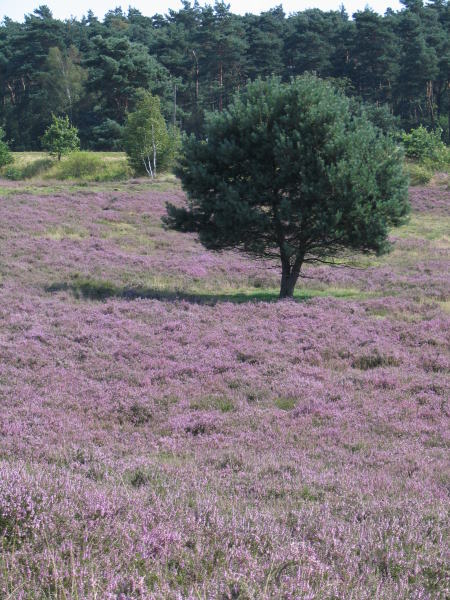 Heideblüte im Boschbeektal Niederkrüchten Heideblüte im Boschbeektal Niederkrüchten