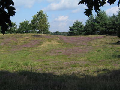 Heideblüte Nähe Elfenmeer Meinweg