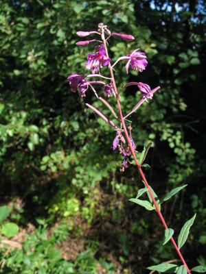 August-schmalblättriges Weidenröschen