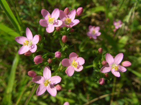Echtes Tausendgüldenkraut, Foto: Monika Deventer Abgrabung Raderberg-11