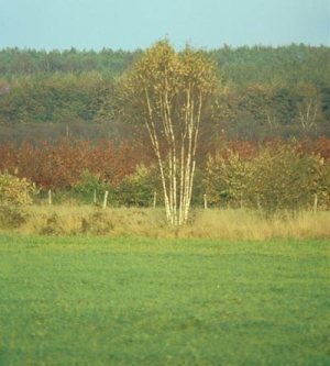 Okt-Lüsekamp