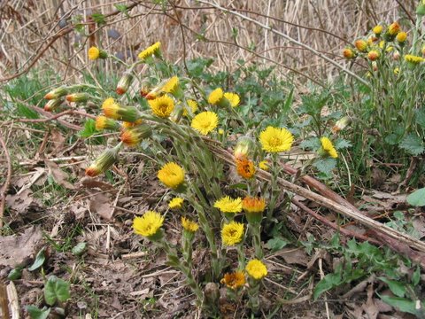 Natur-Huflattich