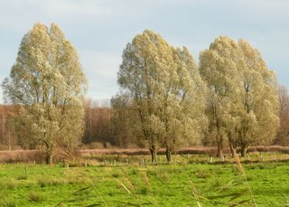 LaarerWiesenWeiden