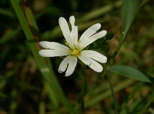 Sternmiere Sternmiere