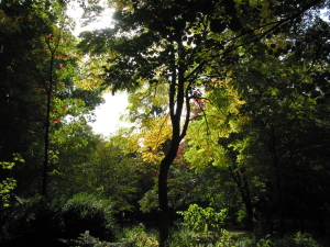 Okt-Herbstwald