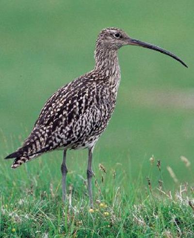 Großer Brachvogel - Tüütebelle im Tühnenbrook Großer Brachvogel - Tüütebelle