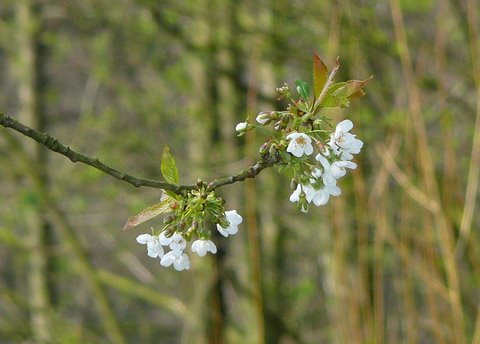 April-Wildkirschenblüte