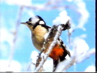 Natur-Dez-Buntspecht