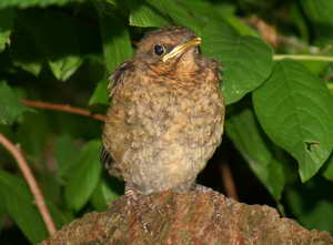 Junge Amsel Junge Amsel
