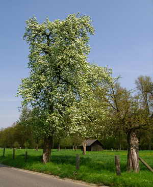 Birnbaum in Schwaam