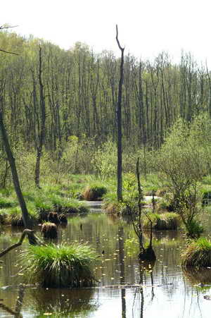 Wasserfläche im Brempter Bruch Brempter Bruch