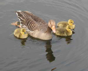Entenfamilie auf dem Hariksee Entenfamilie