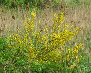 Ginster in voller Blüte im Boschbeektal Ginster