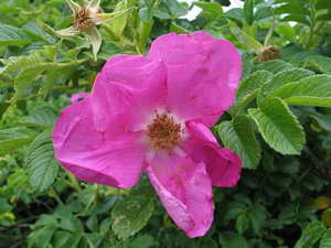 Heckenrose an der Friedensstr Heckenrose