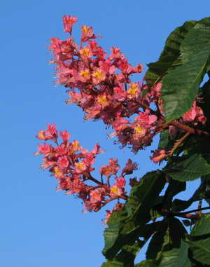 Kastanienblüte Niederkr.-Ryth Kastanienblüte