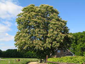 Kastanienbaum in Niederkr-Ryth Kastanienbaum