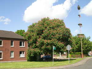 Kastanie und Maibaum Niederkr.-Felderhausen Kastanie u Maibaum Felderhausen