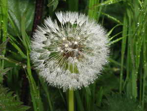 Pusteblume