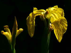 Iris - Schwertlilie Raderveekesbruch Iris