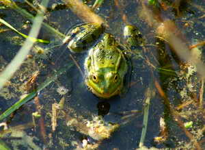 Wasserfrosch